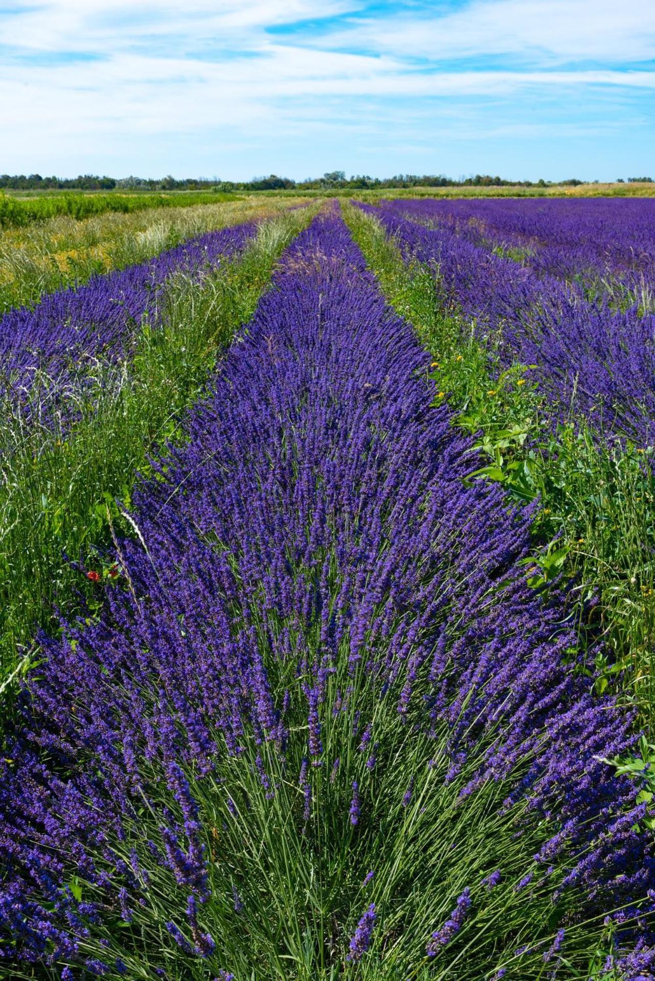 Le Campagne Beaucaire (Gard) Exterior foto